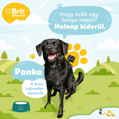 Brit_Egykutyanapja_02