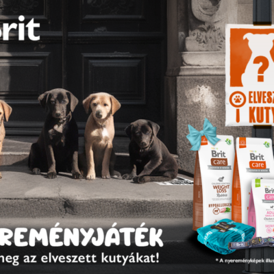 Brit_Elveszettkutyak (1)
