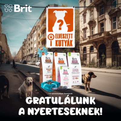 Brit_Elveszettkutyak (6)