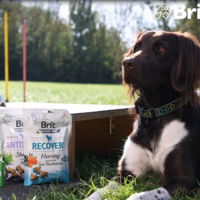 Brit_Kutyasuli_cover (1)