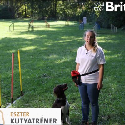 Brit_Kutyasuli_cover (2)