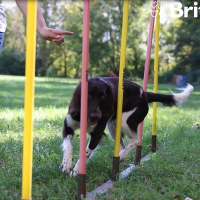 Brit_Kutyasuli_cover (3)