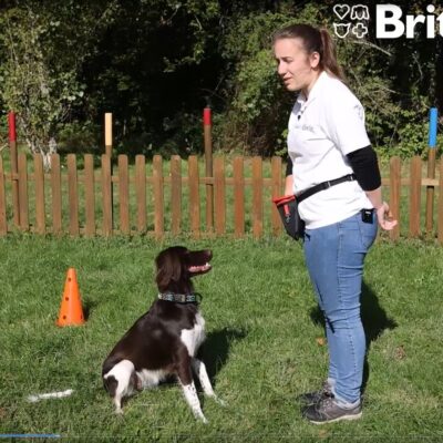 Brit_Kutyasuli_cover (4)