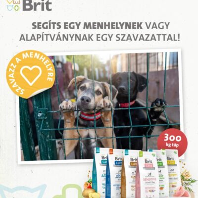 Brit_Szavazzamenheéyre (1)