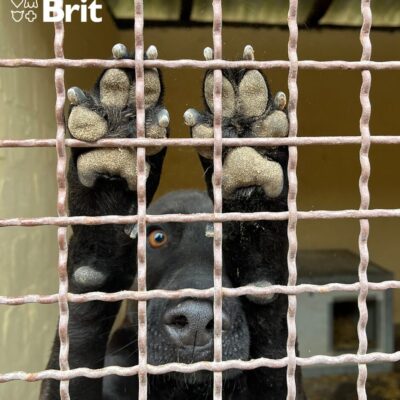 Brit_Szavazzamenheéyre (4)